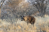 Brown hyena or Strandwolf (Parahyaena brunnea, before Hyaena brunnea), captive, Private reserve, Namibia