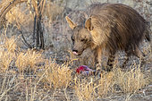 Brown hyena or Strandwolf (Parahyaena brunnea, before Hyaena brunnea), captive, eating a bone, Private reserve, Namibia