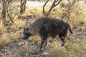 Brown hyena or Strandwolf (Parahyaena brunnea, before Hyaena brunnea), captive, Private reserve, Namibia