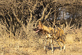 African wild dog or African hunting dog or African painted dog (Lycaon pictus), adult, captive, Private reserve, Namibia