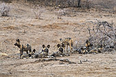 African wild dog or African hunting dog or African painted dog (Lycaon pictus), group of youngs, captive, Private reserve, Namibia