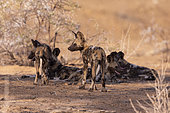 African wild dog or African hunting dog or African painted dog (Lycaon pictus), group of youngs, captive, Private reserve, Namibia