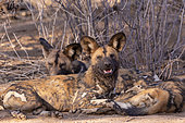 African wild dog or African hunting dog or African painted dog (Lycaon pictus), adult, captive, Private reserve, Namibia