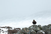 Red grouse (Lagopus lagopus scotica) perched on a wall, Scotalnd