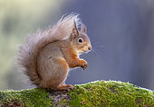Red squirrel (Sciurus vulgaris) eating a hazelnut, Scotland