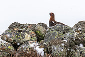 Red grouse (Lagopus lagopus scotica) perched on a wall, Scotalnd
