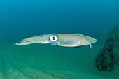 Common squid (Loligo vulgaris), in the Marine Protected Area of the Agathoise Coast, Hérault, Occitanie, France