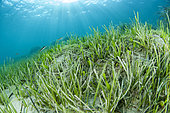 Mixed seagrass with Caulerpa (Caulerpa prolifera), Mediterranean seagrass (Halophila stipulacea) and Slender Seagrass (Cymodocea nodosa), in front of the beach of Kokkini Hani, Crete.
