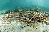 Dead leaves of accumulated Posidonia forming a litter, source of organic matter that can be transmitted to all coastal food chains. Kokkini Hani beach, Crete.