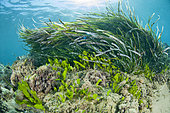 Caulerpa (Caulerpa prolifera), in front of a Posidonia seagrass, in front of the beach of Kokkini Hani, Crete.