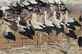 White Stork (Ciconia ciconia), a flock standing on the ground, South Sinai Governorate, Egypt