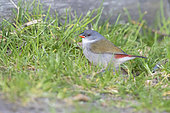 Swee Waxbill (Coccopygia melanotis), adult female standing on the ground, Western Cape, South Africa