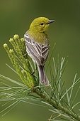 Pine Warbler (Setophaga pinus), Ontario, Canada