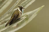 Green-bearded Helmetcrest (Oxypogon guerinii), Andes Mountains, Colombia