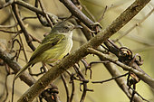 Northern Bentbill (Oncostoma cinereigulare) perched on a branch, Guatemala