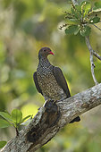 Scaled Pigeon (Patagioenas speciosa), Guatemala