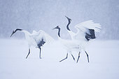 Grues du Japon (Grus japonensis) en parade nuptiale sous une tempête de neige, Hokkaïdo, Japon