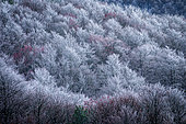 Forest bleached by the freezing of Mont Aigoual and red berries of Mountain ash, Causses and Cévennes, cultural landscape of Mediterranean agro-pastoralism, classified World Heritage by UNESCO, Cévennes National Park, Classified Biosphere Reserve by UNESCO, Lozère, France