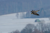 Peregrine Falcon (Falco peregrinus) captive, flying, Saxony, Germany