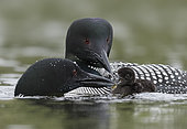 Great Northern Loon (Gavia immer) pair with chick, British Columbia, Canada