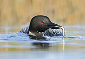 Great Northern Loon (Gavia immer) with fish prey in beak, British Columbia, Canada