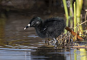 Virginia Rail (Rallus limicola) chick standing in shallow water, British Columbia, Canada