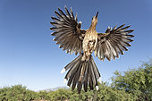 Greater Roadrunner (Geococcyx californianus) flying, Arizona, USA