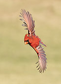 Northern Cardinal (Cardinalis cardinalis) male flying, Texas, USA
