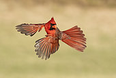 Northern Cardinal (Cardinalis cardinalis) male flying, Texas, USA