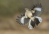 Northern Mockingbird (Mimus polyglottos) flying, Texas, USA