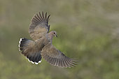 White-tipped Dove (Leptotila verreauxi) flying, Texas, USA