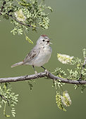 Lucy's Warbler (Leiothlypis luciae) singing, Arizona, USA
