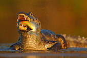 Yacare caiman (Caiman yacare) portrait with fish in muzzle, Pantanal, Brazil