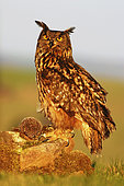 Eurasian Eagle-Owl (Bubo bubo) perched on a stone in a meadow with European Hedgehog (Erinaceus europaeus) prey, France
