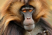 Gelada (Theropithecus gelada) male head portrait, Semien Mountains, Ethiopia