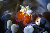 Mushroom coral ghost shrimp (Periclimenes kororensis) in its mushroom coral, Raja Ampat, Indonesia