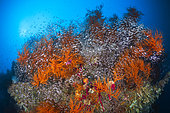 School of glassfish sheltering in gorgonians at the Four Kings Reef, Missol, Raja Ampat, Indonesia