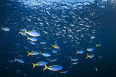 School of Yellow-and-blueback fusilier (Caesio teres) above the Four Kings spot, Misool, Raja Ampat, Indonesia