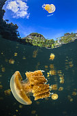 Flying jellyfish (Mastigias papua) from Lake Lenmakana. Misool, Raja Ampat, Indonesia