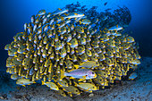 School of Sweetlips : Ribbon sweetlips (Plectorhinchus polytaenia) and Yellowbanded sweetlips (Plectorhinchus lineatus) at Cape Kri, this magnificent school of sweetlips facing the photographer is a great classic from Raja Ampat, Indonesia