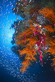 Underwater biodiversity in Misool, Raja Ampat, Four kings, Misool, Indonesia