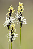 Spring sedge (Carex caryophyllea)