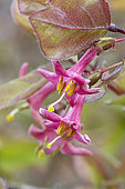Graceful honeysuckle (Lonicera gracilipes), flowers