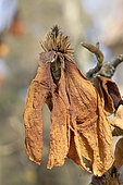 Frost damage on the flower of a Soulange Magnolia (Magnolia x soulangeana)