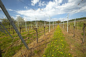 Herbicide treatment in vineyards with Dandelion (Taraxacum officinale), Obernai, Bas-Rhin, France