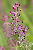 Drug fumitory (Fumaria officinalis), flowers