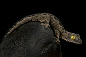 South-west spiny-tailed gecko (Strophurus spinigerus)