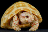 Albino red-footed tortoise (Chelonoidis carbonarius).