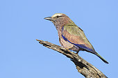 Purple Roller (Coracias naevius), adult perched on a dead brach, Mpumalanga, South Africa