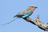 Lilac-breasted Roller (Coracias caudatus), side view of an adult perched on a dead branch, Mpumalanga, South Africa